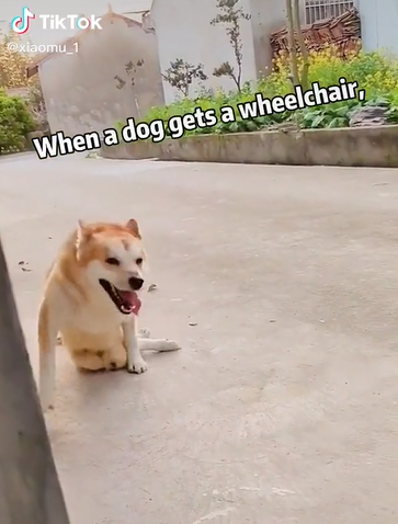 Chú cún được chủ tặng xe lăn phấn khích với những bước đi đầu tiên