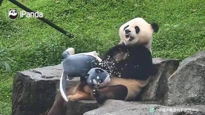 Được tặng thú bông, phản ứng của gấu trúc khiến du khách tròn mắt