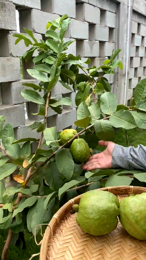 Trường Giang hộ tống Nhã Phương đi sự kiện: ánh mắt chỉ hướng về vợ