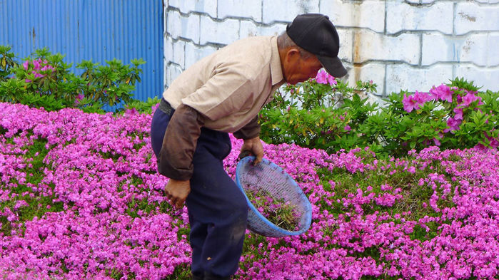 Vườn hoa tình yêu của ông cụ Nhật dành tặng cho người vợ khiếm thị
