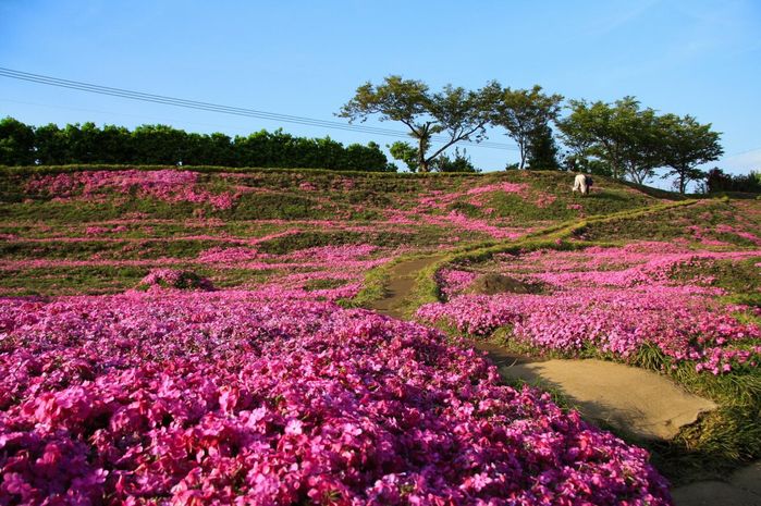 Vườn hoa tình yêu của ông cụ Nhật dành tặng cho người vợ khiếm thị