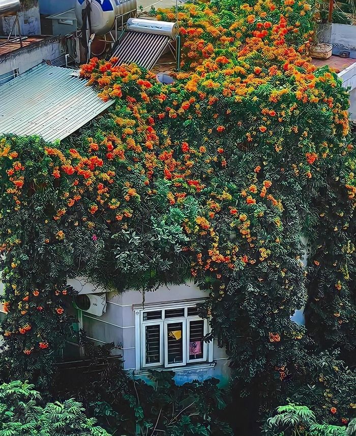 Ngôi nhà hoa giữa Thủ đô Hà Nội: Nhiều loài hoa lạ, rau ăn quanh năm