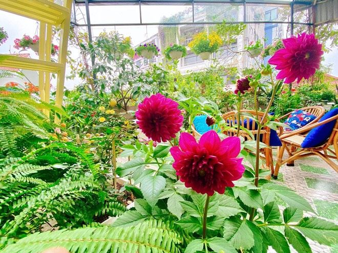 Ngôi nhà hoa giữa Thủ đô Hà Nội: Nhiều loài hoa lạ, rau ăn quanh năm