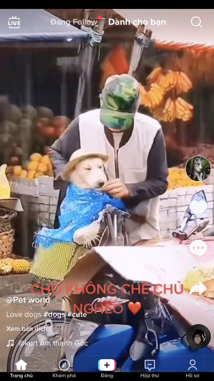Chú chó được chủ mặc áo giữa trời mưa: Chó không chê chủ nghèo