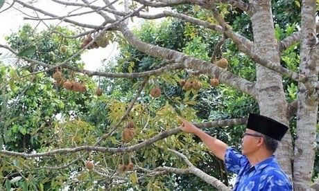 Độc lạ cây sầu riêng không gai mắn đẻ: Cũng là sầu riêng nhưng lạ lắm