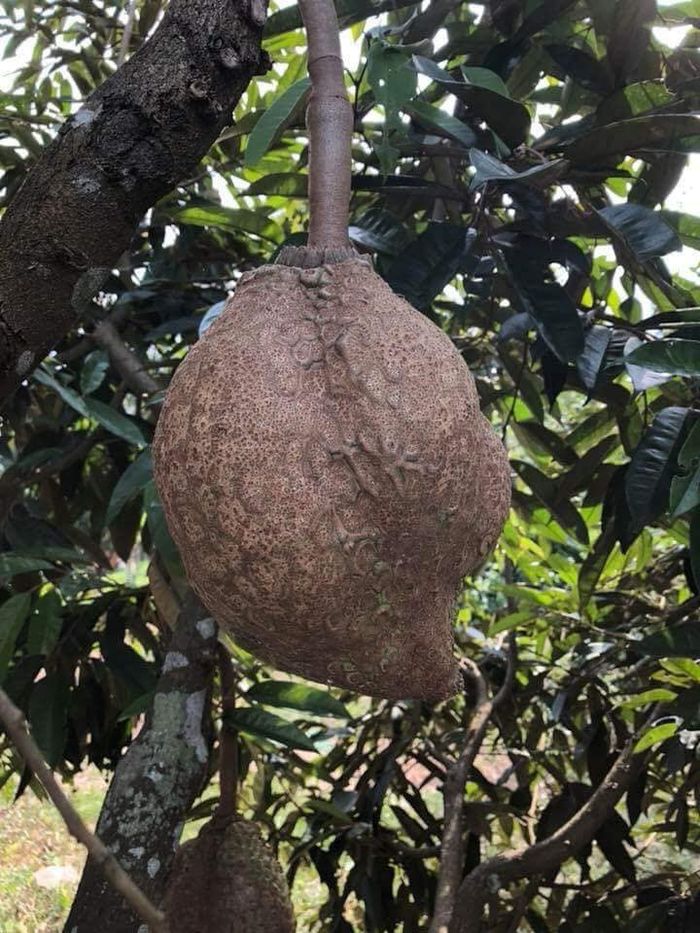 Độc lạ cây sầu riêng không gai mắn đẻ: Cũng là sầu riêng nhưng lạ lắm