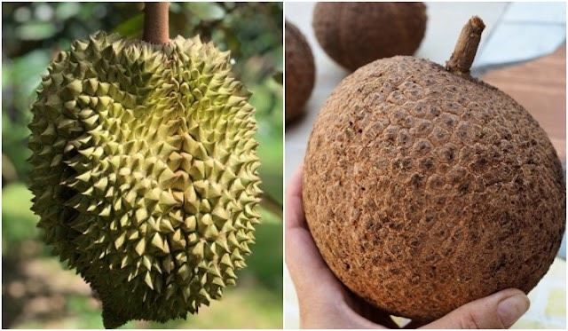 Độc lạ cây sầu riêng không gai mắn đẻ: Cũng là sầu riêng nhưng lạ lắm