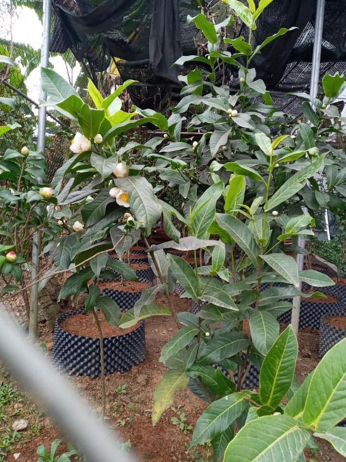 Cơn sốt Bạch Hải Đường lên ngôi: Từ vài chục triệu đến vài tỷ đồng