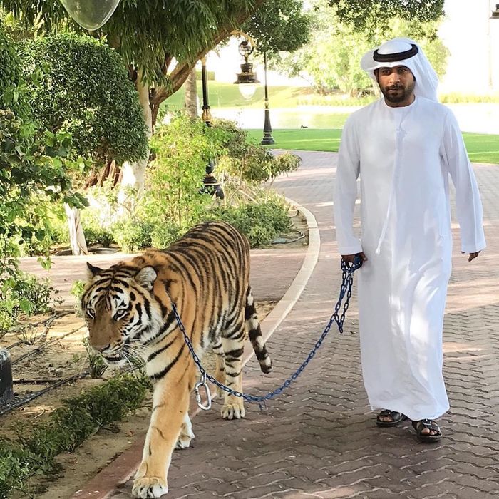 Xứ Dubai giàu có: Siêu xe vứt bãi rác, nuôi hổ như nuôi mèo