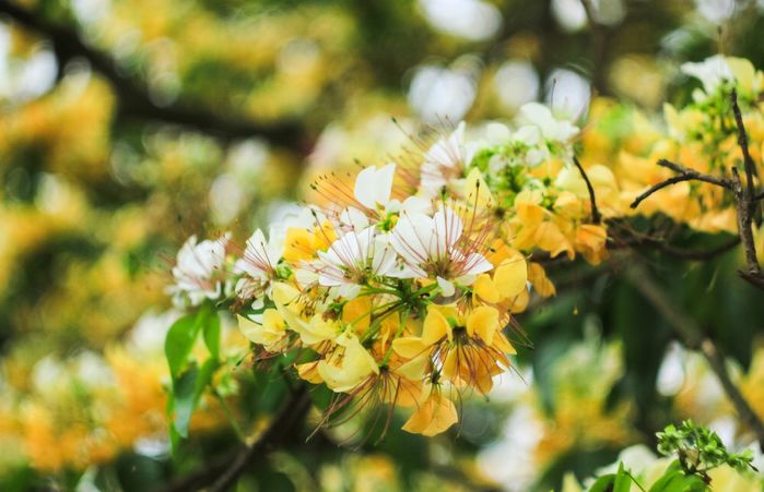 Mãn nhãn ngắm cây hoa bún, báu vật 300 năm tuổi của vùng đất Thủ đô