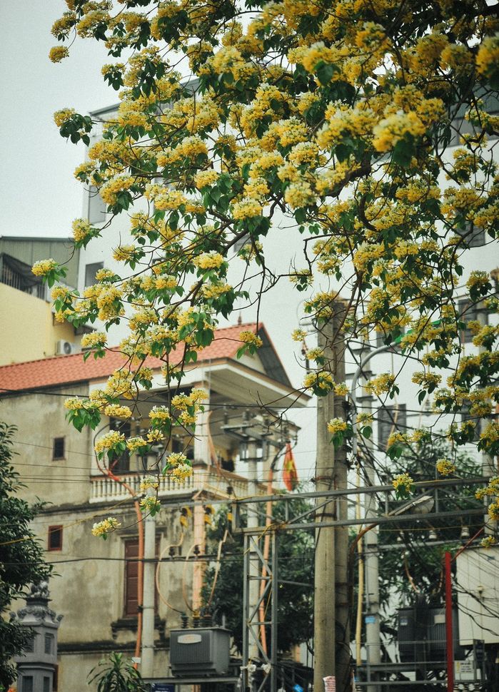 Mãn nhãn ngắm cây hoa bún, báu vật 300 năm tuổi của vùng đất Thủ đô