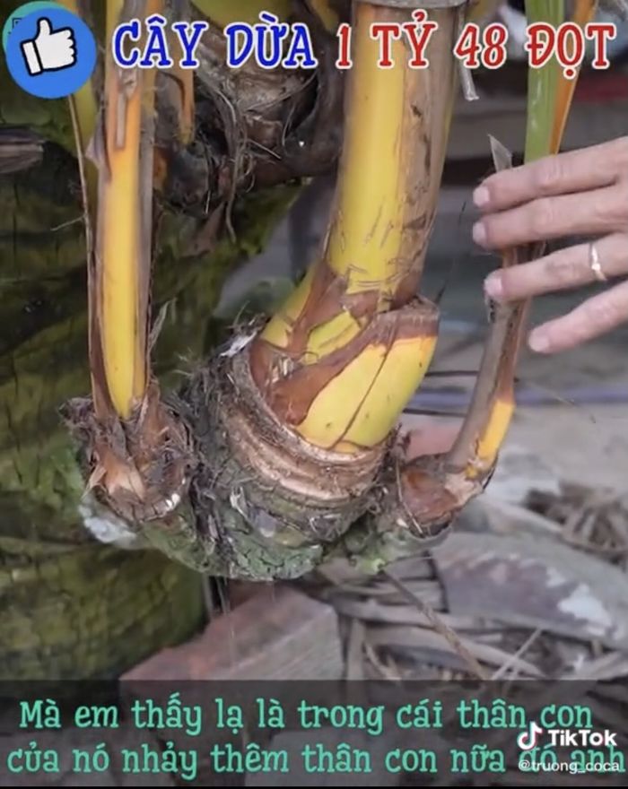 Cây dừa độc đáo nhất Việt Nam: có 48 đọt, được trả 1,5 tỷ không bán