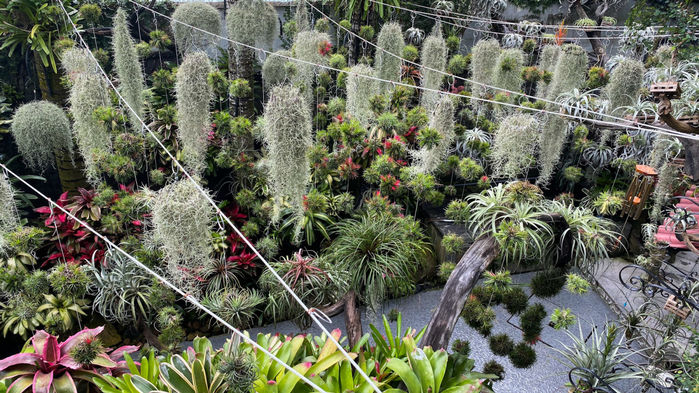 Căn nhà 300m2 giữa lòng Cần Thơ: Có vườn treo trồng dứa Nam Mỹ