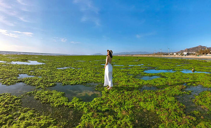 Cánh đồng rêu xanh ở Ninh Thuận đẹp như bức tranh thủy mặc