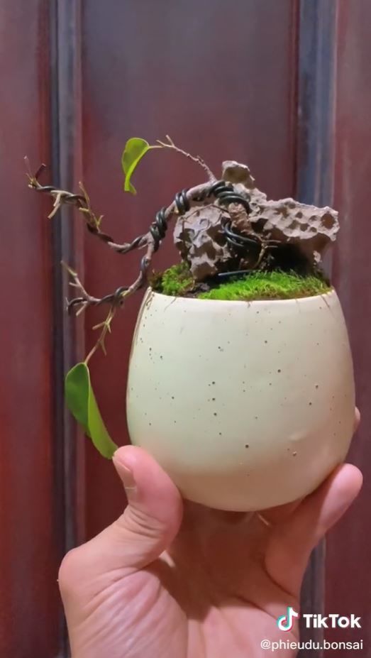 Cao thủ uốn cây hot nhất TikTok: Biến cà chua thành “bonsai bạc tỷ”