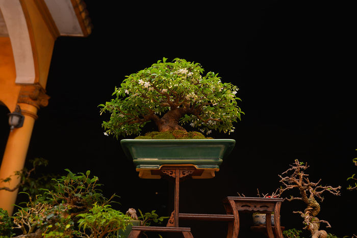 Cao thủ uốn cây hot nhất TikTok: Biến cà chua thành “bonsai bạc tỷ”