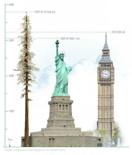 Cây đu đủ cao 14,55m bằng tòa nhà 5 tầng lập Kỷ lục thế giới
