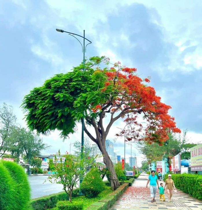 Cây phượng nửa xanh nửa đỏ hot hit Vũng Tàu