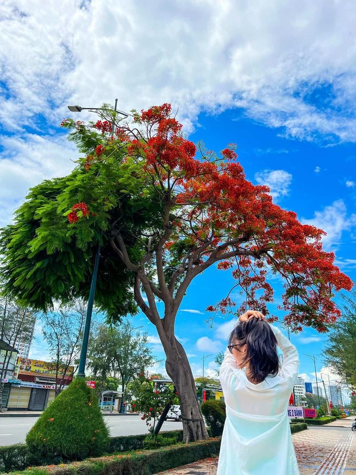 Cây phượng nửa xanh nửa đỏ hot hit Vũng Tàu