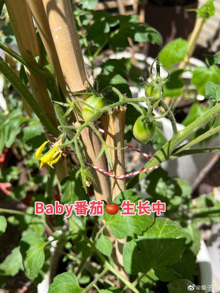 Giàu như Chương Tử Di: Mặc quần 70 triệu đồng đi trồng rau