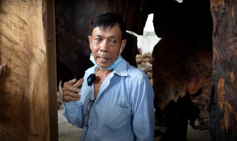 Cây bàng kiểng đắt nhất Việt Nam: Được trả hơn 35 tỷ chủ mới bán