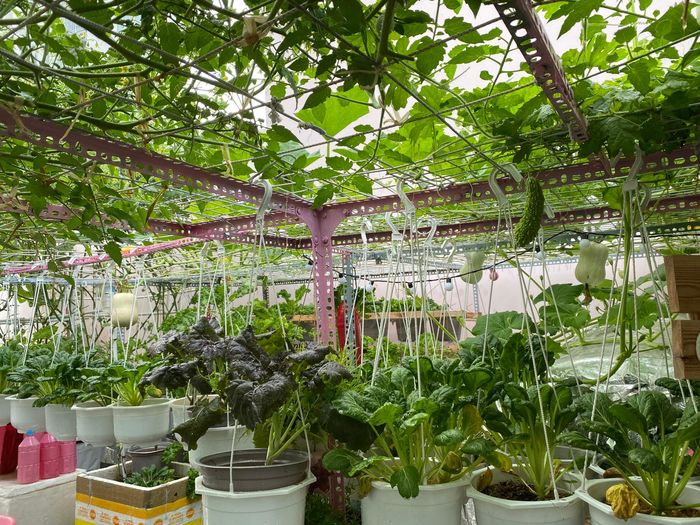 Muốn vợ con được ăn rau sạch, ông bố trẻ làm vườn sân thượng 30m2