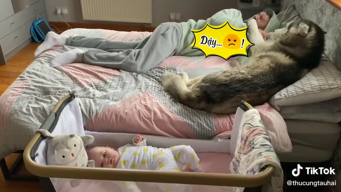 Con quấy mà mãi ngủ, sen bị boss tát mấy phát cho tỉnh ngủ