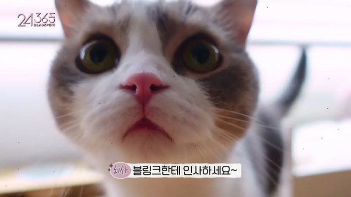 Nền điện thoại idol có gì: Lisa yêu nhất mèo Leo, Chaeryeong khoe body