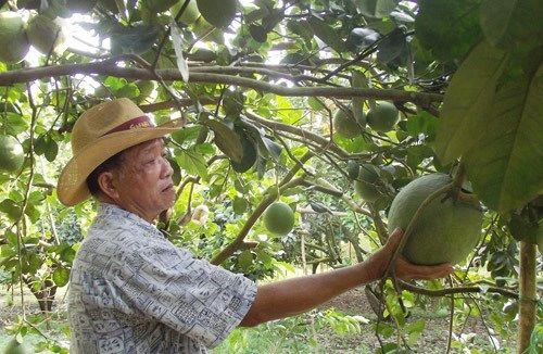 Những trái cây không hạt do Việt Nam lai tạo: Bắc Giang trồng được vải