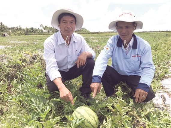 Những trái cây không hạt do Việt Nam lai tạo: Bắc Giang trồng được vải