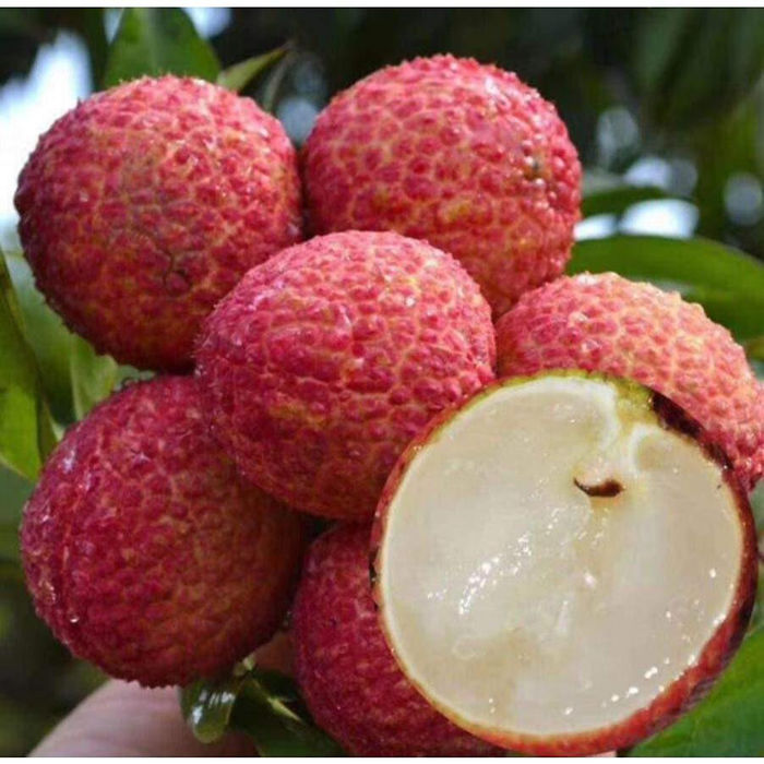 Nhãn tím độc nhất vô nhị ở miền Tây: Quả ngọt thanh, giá tận 150k/kg