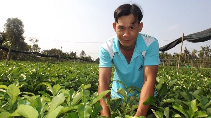 Những trái cây không hạt do Việt Nam lai tạo: Bắc Giang trồng được vải