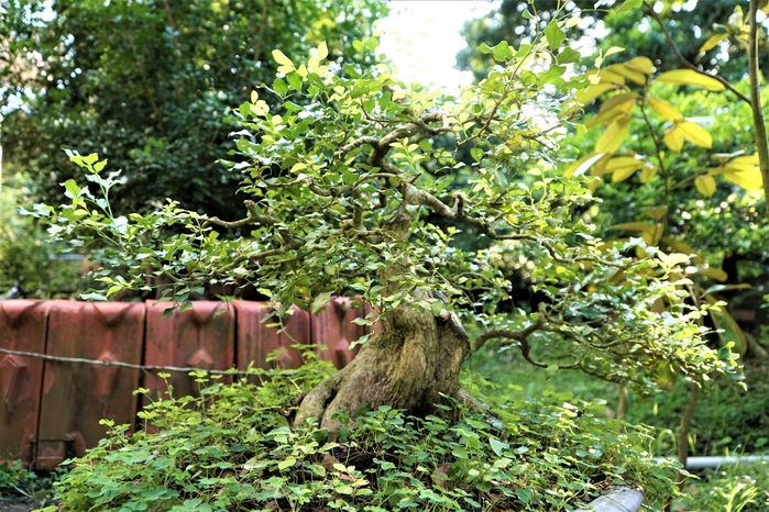 Cụ ông U80 ở Tiền Giang làm chủ vườn nguyệt quế trên 1.000 cây