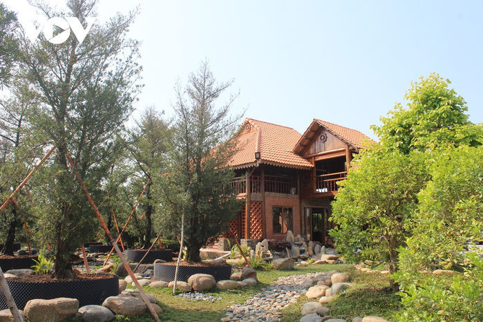 Cụ ông U80 ở Tiền Giang làm chủ vườn nguyệt quế trên 1.000 cây