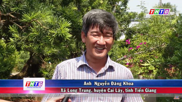 Cụ ông U80 ở Tiền Giang làm chủ vườn nguyệt quế trên 1.000 cây