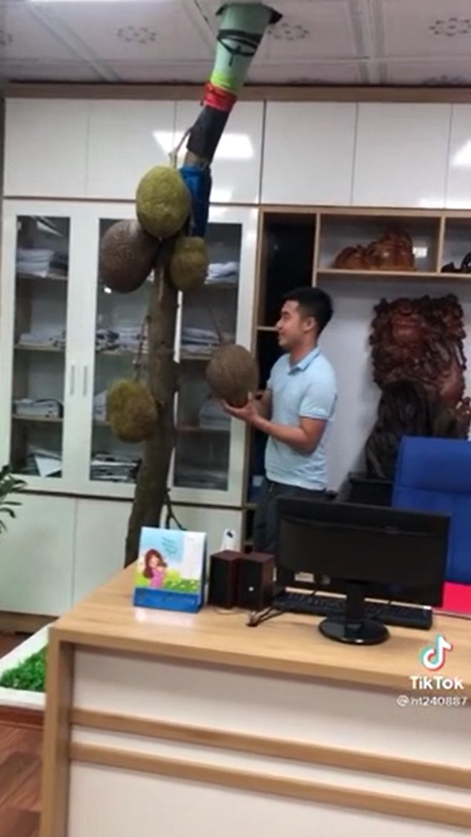 Cây mít “mọc bất chấp” nhất Việt Nam: Bị chặt hết tán vẫn ra trĩu quả