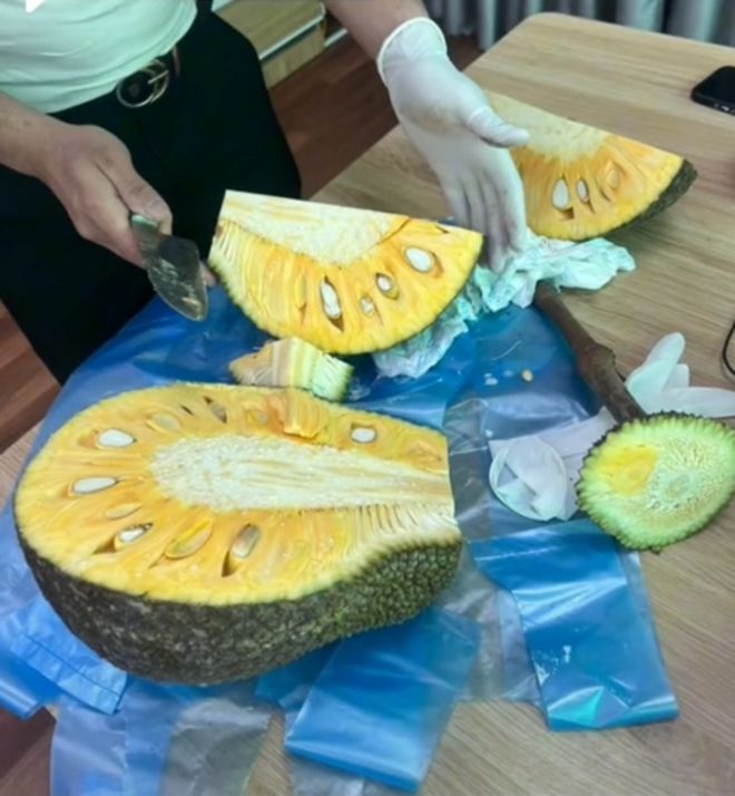 Cây mít “mọc bất chấp” nhất Việt Nam: Bị chặt hết tán vẫn ra trĩu quả