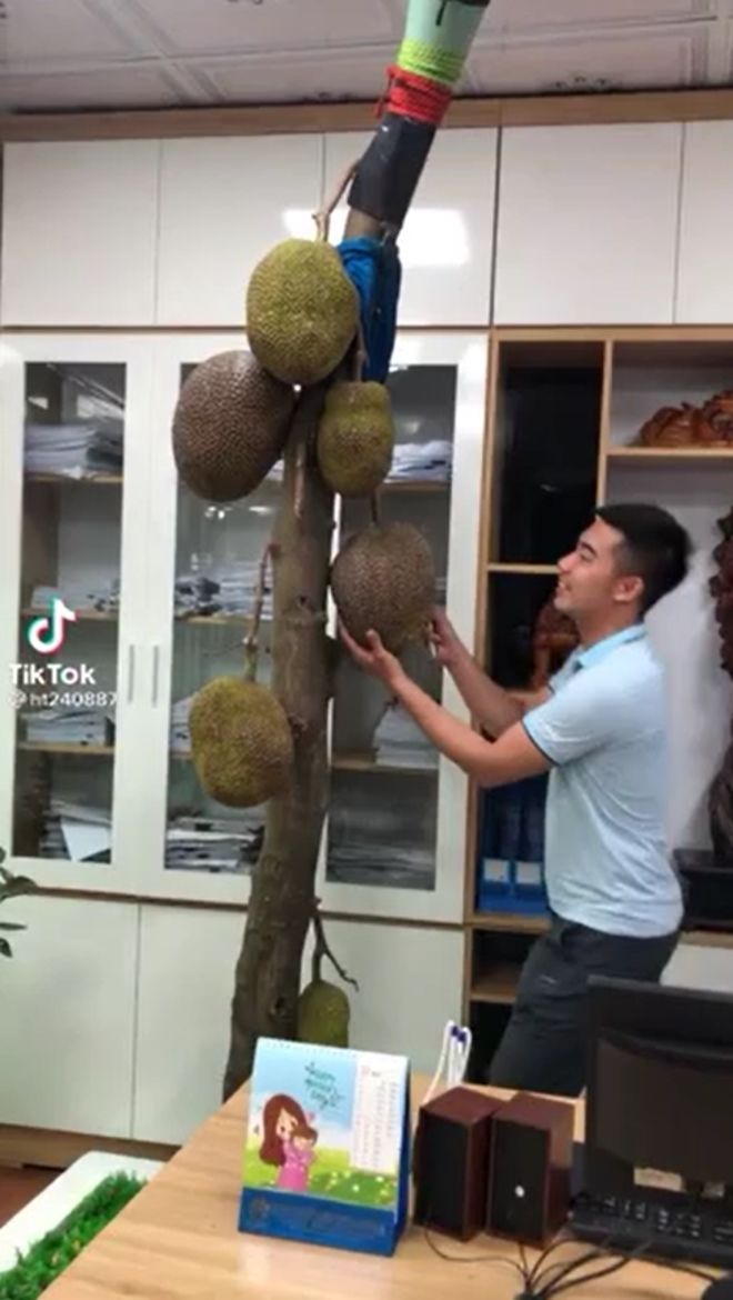 Cây mít “mọc bất chấp” nhất Việt Nam: Bị chặt hết tán vẫn ra trĩu quả