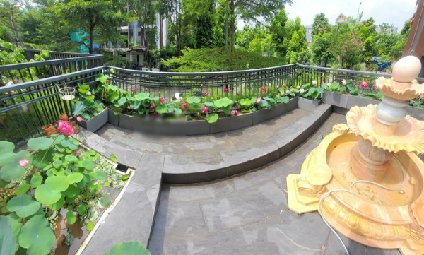 Mẹ đảm khoe đầm sen nở rực rỡ ngay tại nhà dành cho người lười