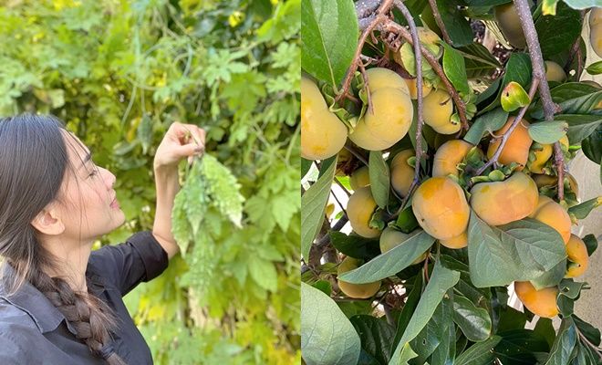 Sao Việt mát tay làm vườn trái cây ăn quanh năm ở Mỹ