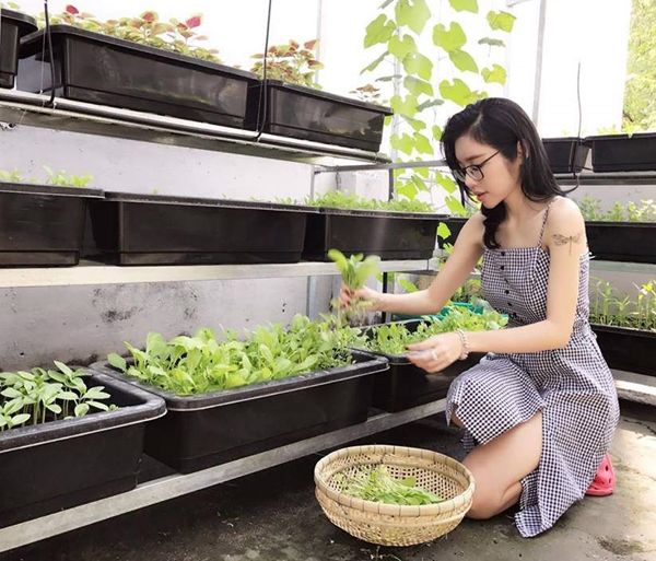 Sao Việt trồng rau quả trên sân thượng nhà phố: Cẩm Ly siêu mát tay