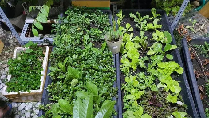 Sao Việt trồng rau quả trên sân thượng nhà phố: Cẩm Ly siêu mát tay