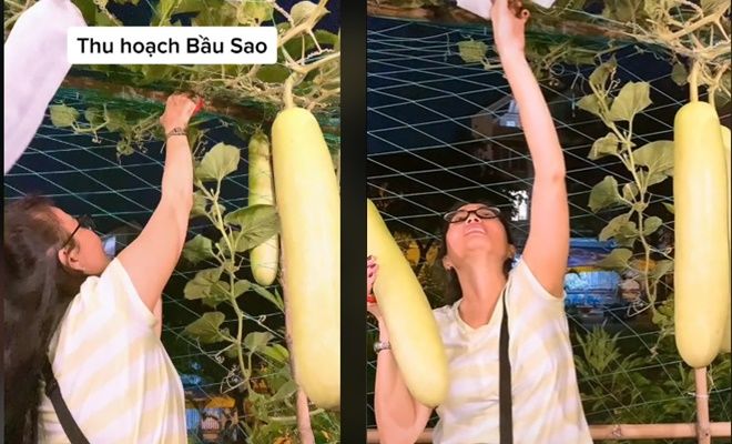 Sao Việt trồng rau quả trên sân thượng nhà phố: Cẩm Ly siêu mát tay