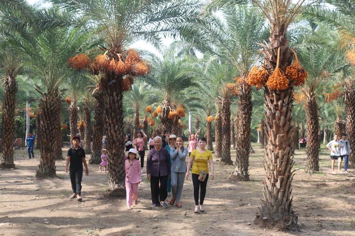 Chà là tươi - trái cây hot nhất TikTok: Giá chóng mặt 800k/1kg