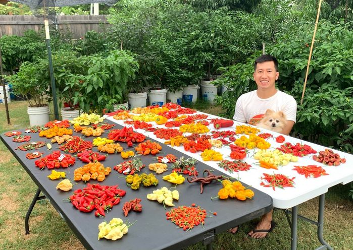 Người đàn ông Việt sống tại Mỹ với sở thích lạ: Trồng 500 loại ớt