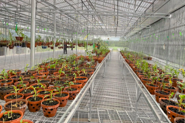 Lan đột biến 5 cánh giá vài tỷ giờ hết thời: 50 nghìn một chậu vẫn ế