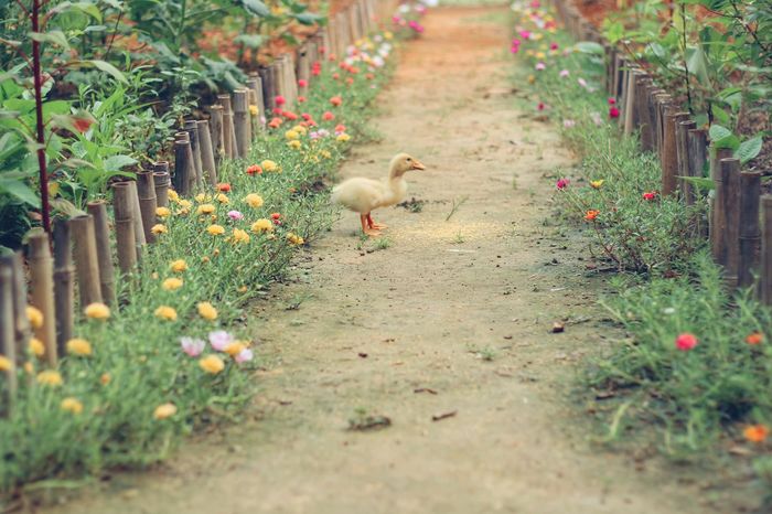 Mẹ đảm Quảng Ninh biến khu đất 200m2 thành vườn rau sạch cho gia đình