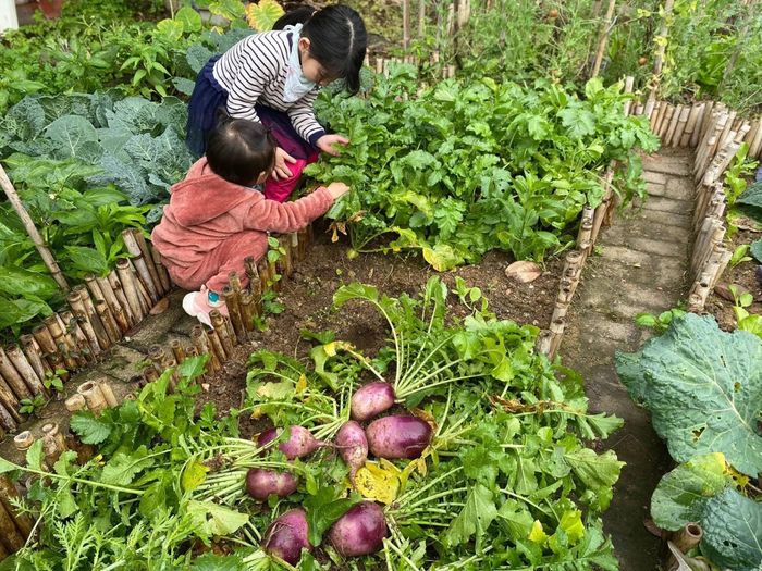 Mẹ đảm Quảng Ninh biến khu đất 200m2 thành vườn rau sạch cho gia đình