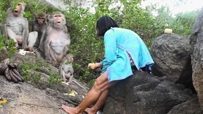 Người phụ nữ 79 tuổi mỗi ngày nuôi nấng đàn khỉ hoang nơi cửa biển