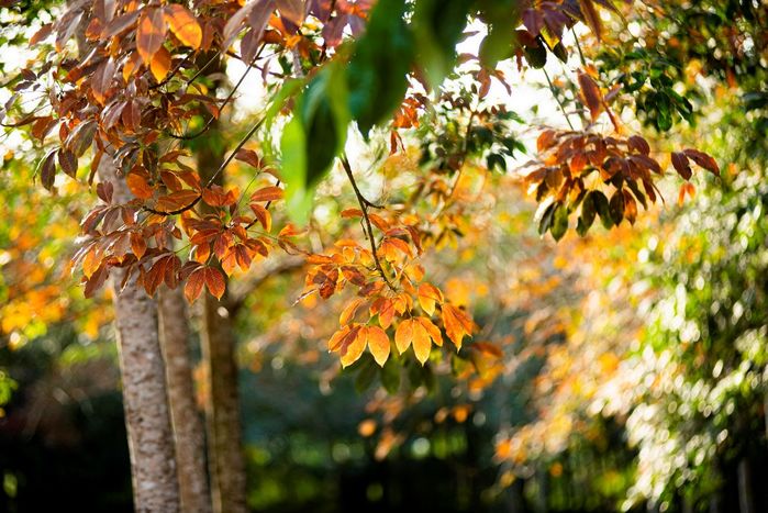 Hẹn hò chốn rừng cao su thay lá: Đỏ rực tưởng phim Hàn